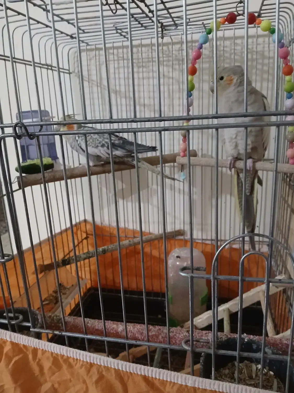 عروس هلندی|پرنده|هشتگرد, شهرک ارم غربی|دیوار