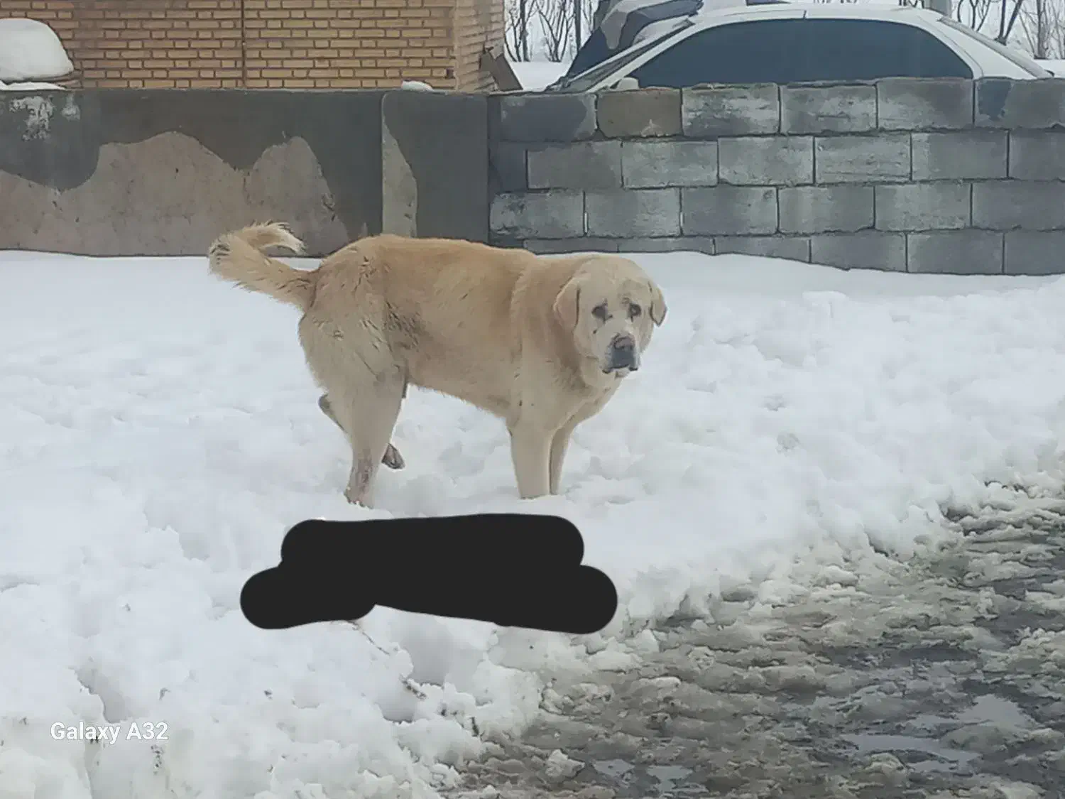 سگ عراقی|سگ|نظر کهریزی, |دیوار