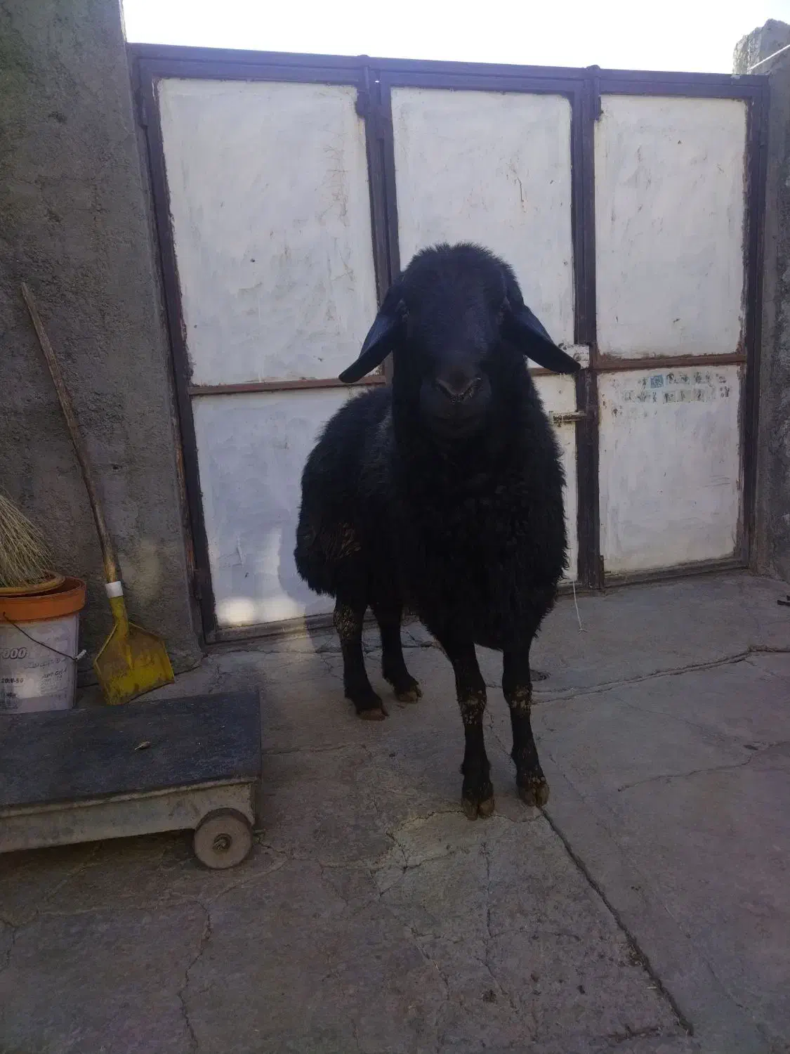 شک افشار|حیوانات مزرعه|بلبان آباد, |دیوار