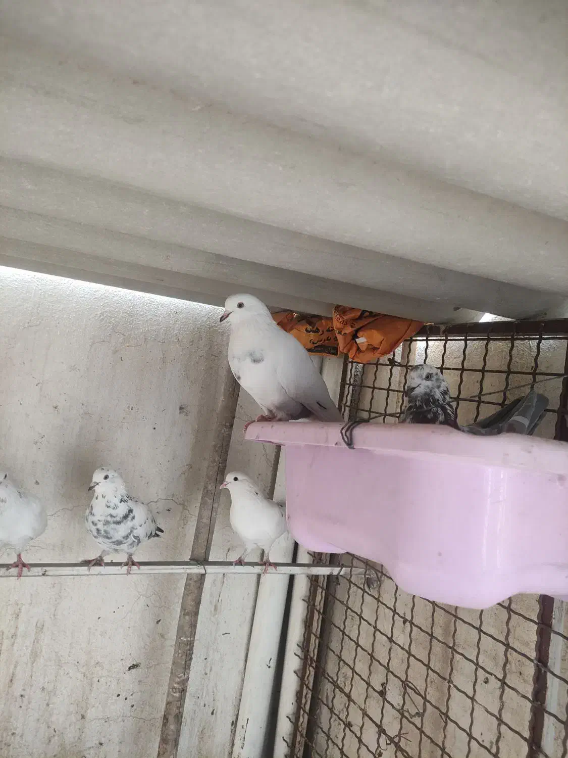 کبوتر پرشی|پرنده|کهریزک, |دیوار