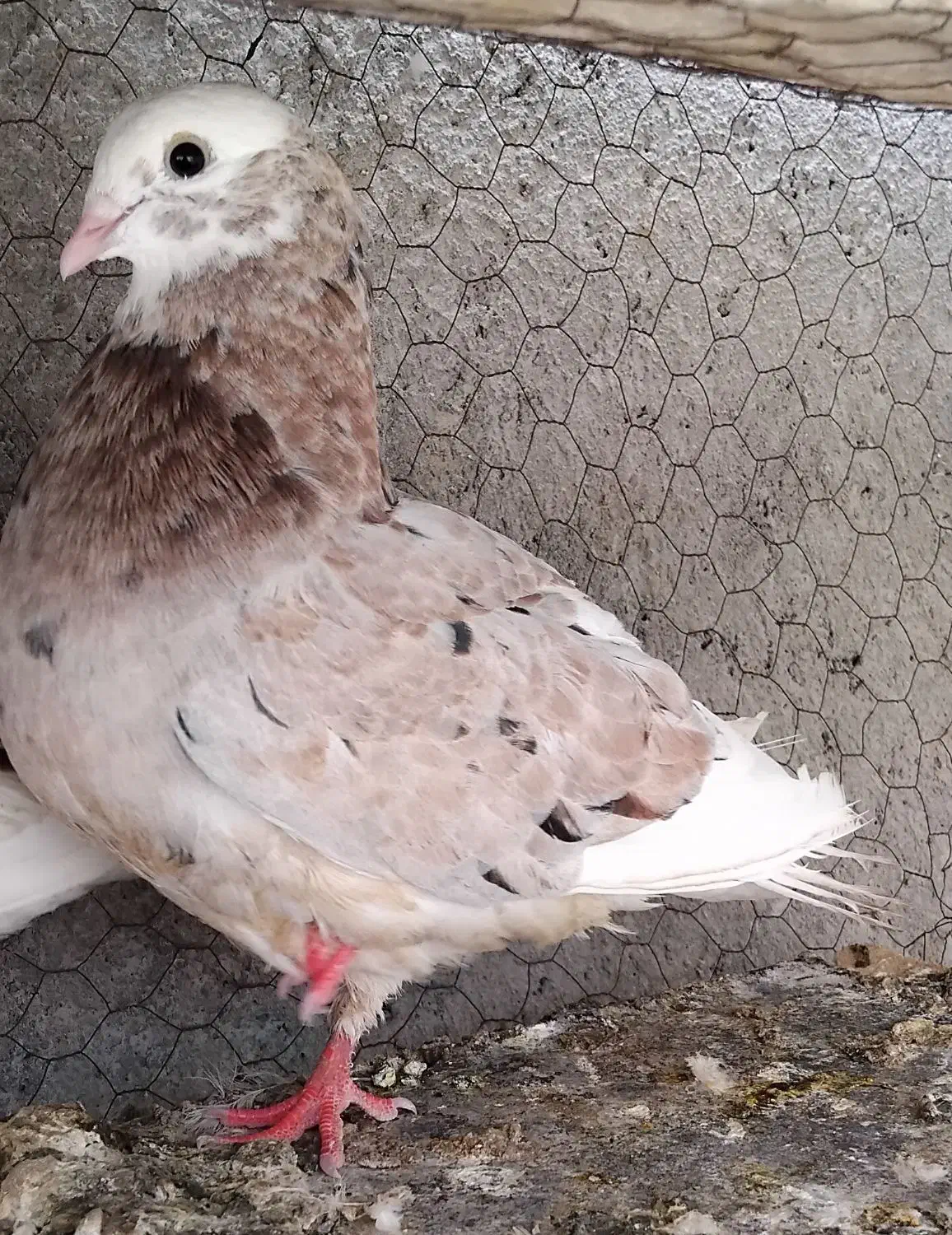 کفتر گمشده متن را. بخوانید|حیوانات|یزد, |دیوار