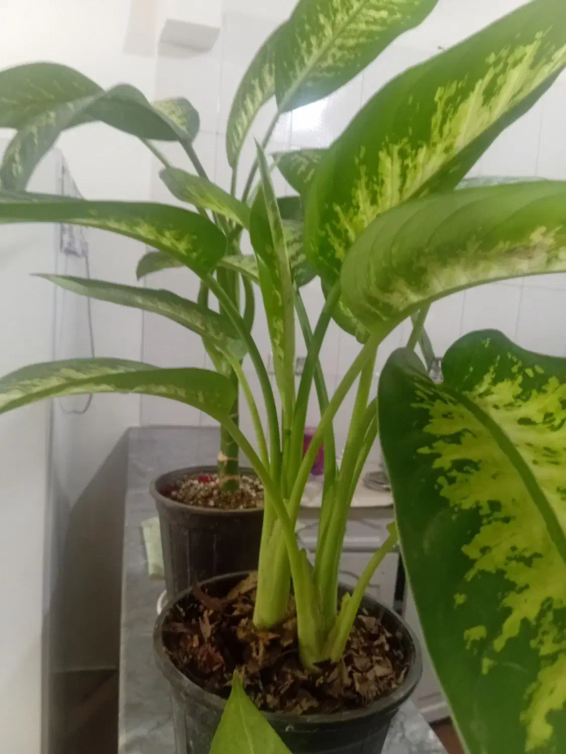 گل اپارتمانی|گل و گیاه طبیعی|قم, ولیعصر|دیوار