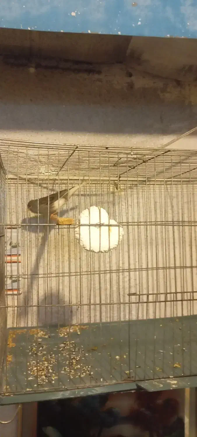 قناری نر مست|پرنده|رشت, رودباری|دیوار