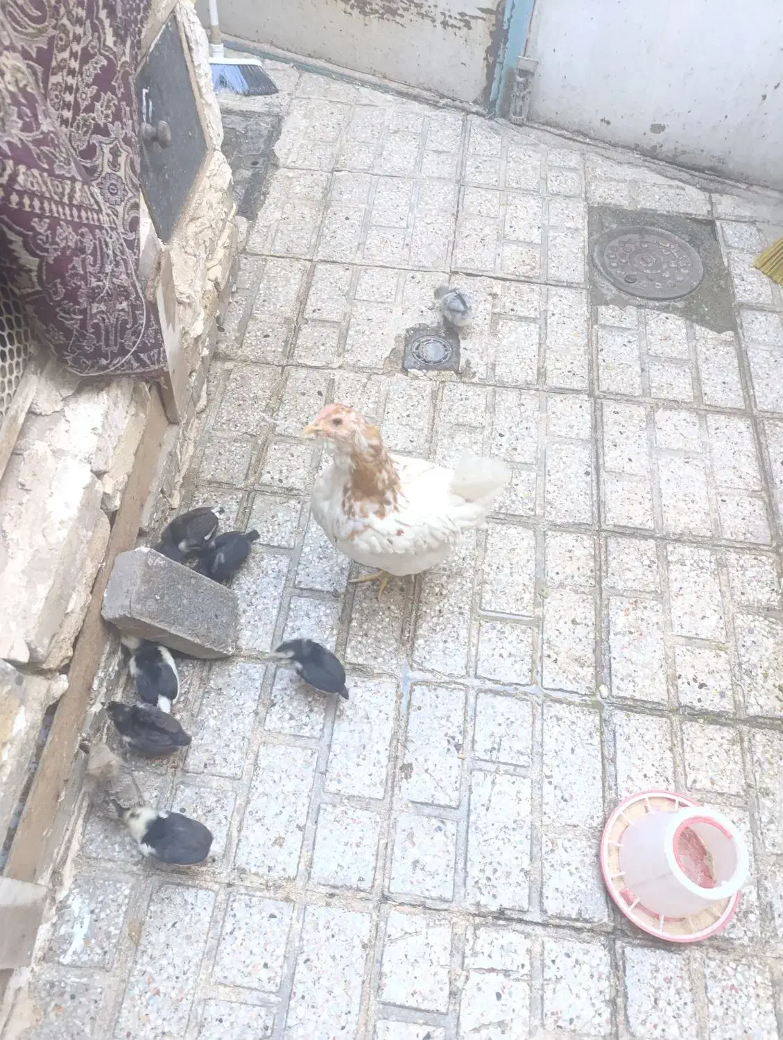 مرغ و جوجه|حیوانات مزرعه|مشهد, سیلو|دیوار