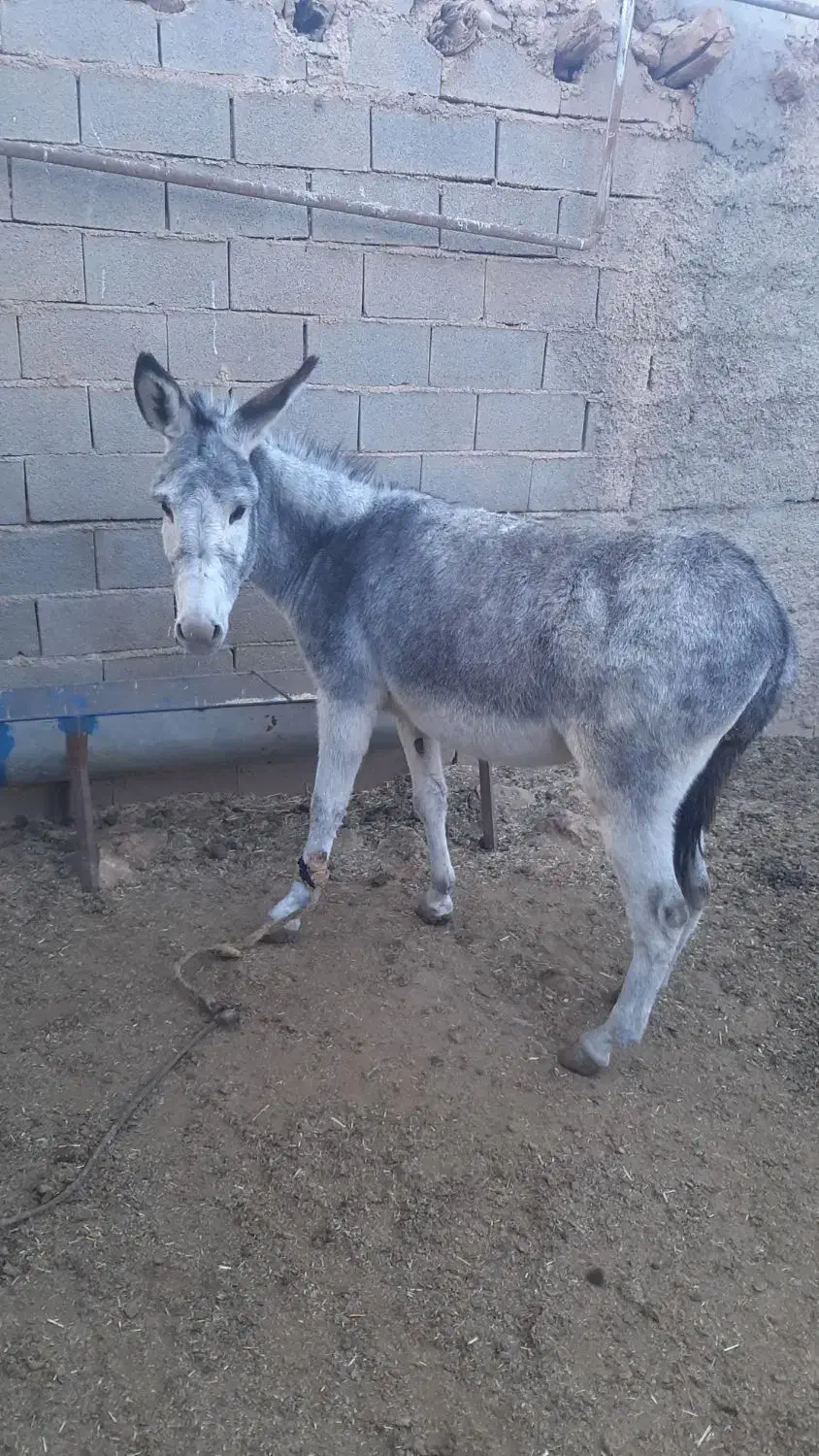 الاغ گوسفندی|حیوانات مزرعه|شیروان (خراسان), |دیوار