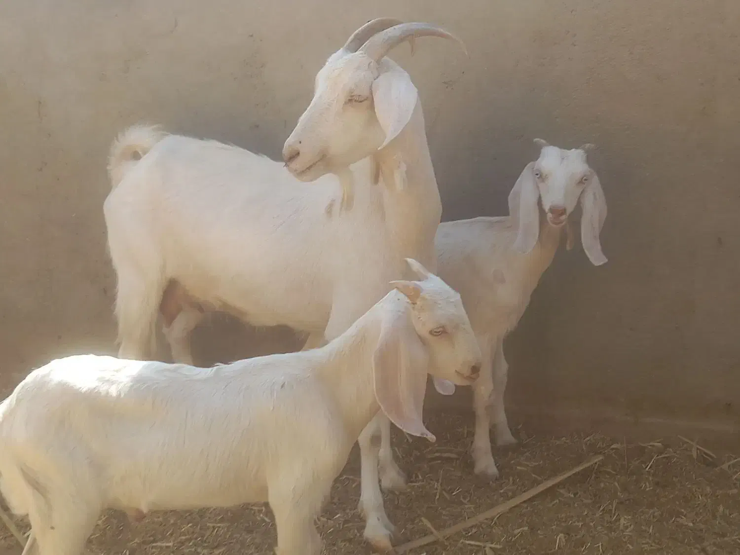 بز دورگ سانن شیرا|حیوانات مزرعه|طبس, |دیوار