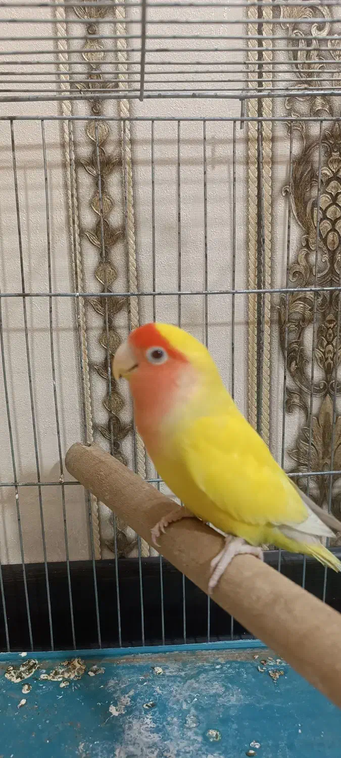 طوطی برزیلی|پرنده|گلستان (تهران), |دیوار