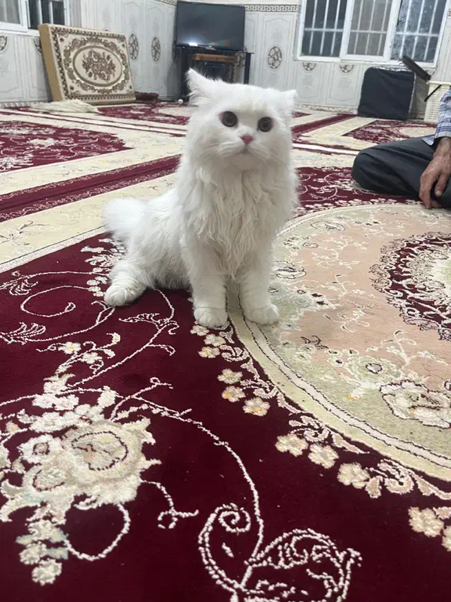 گربه|گربه|کرمانشاه, |دیوار