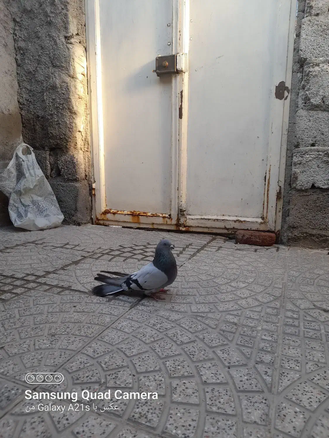 طوقی نر|پرنده|اردبیل, |دیوار