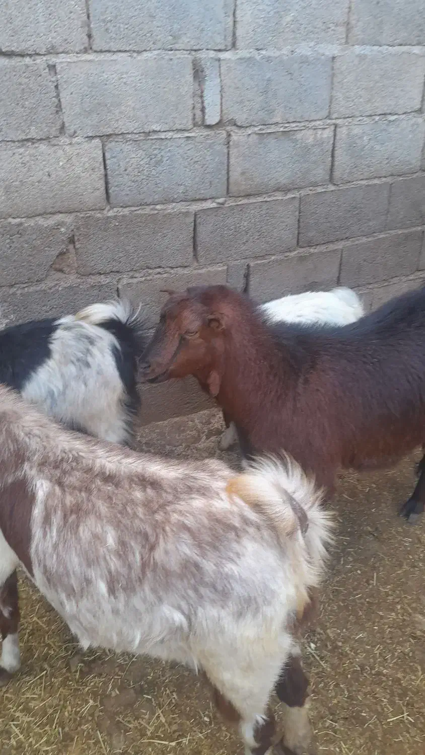 یک عدد بز|حیوانات مزرعه|روانسر, |دیوار