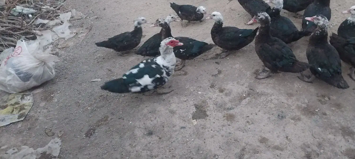 مرغابی شوروی|حیوانات مزرعه|شوط, |دیوار