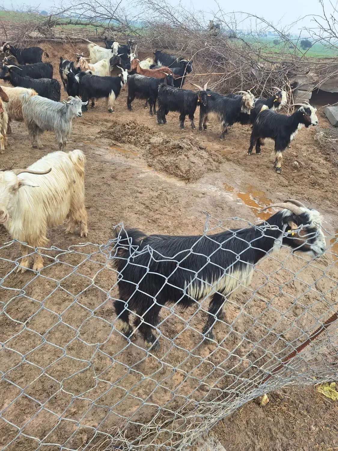 ۳۲راس بز ۳۲راس بیگ|حیوانات مزرعه|گتوند, |دیوار