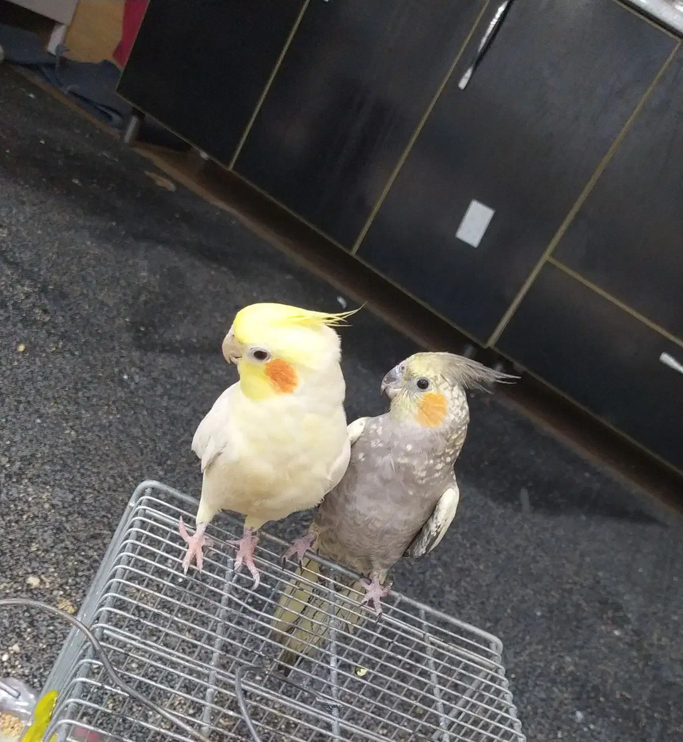 عروس هلندی|پرنده|یاسوج, |دیوار