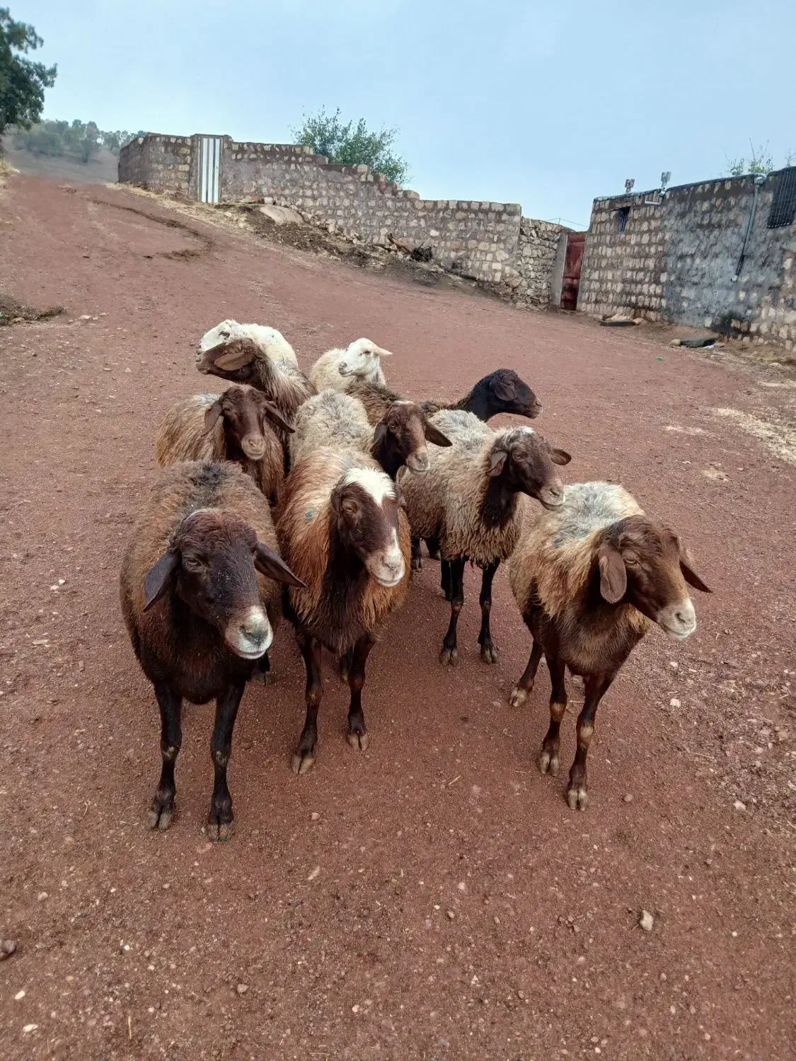 10عدد گوسفند داشتی|حیوانات مزرعه|کوهدشت, |دیوار