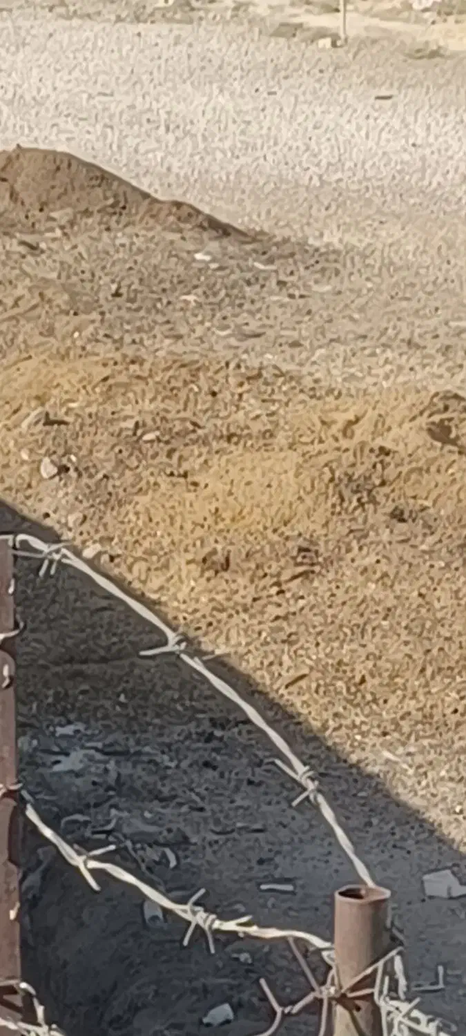 فروش کود گوسفند|لوازم جانبی حیوانات|دهدشت, |دیوار