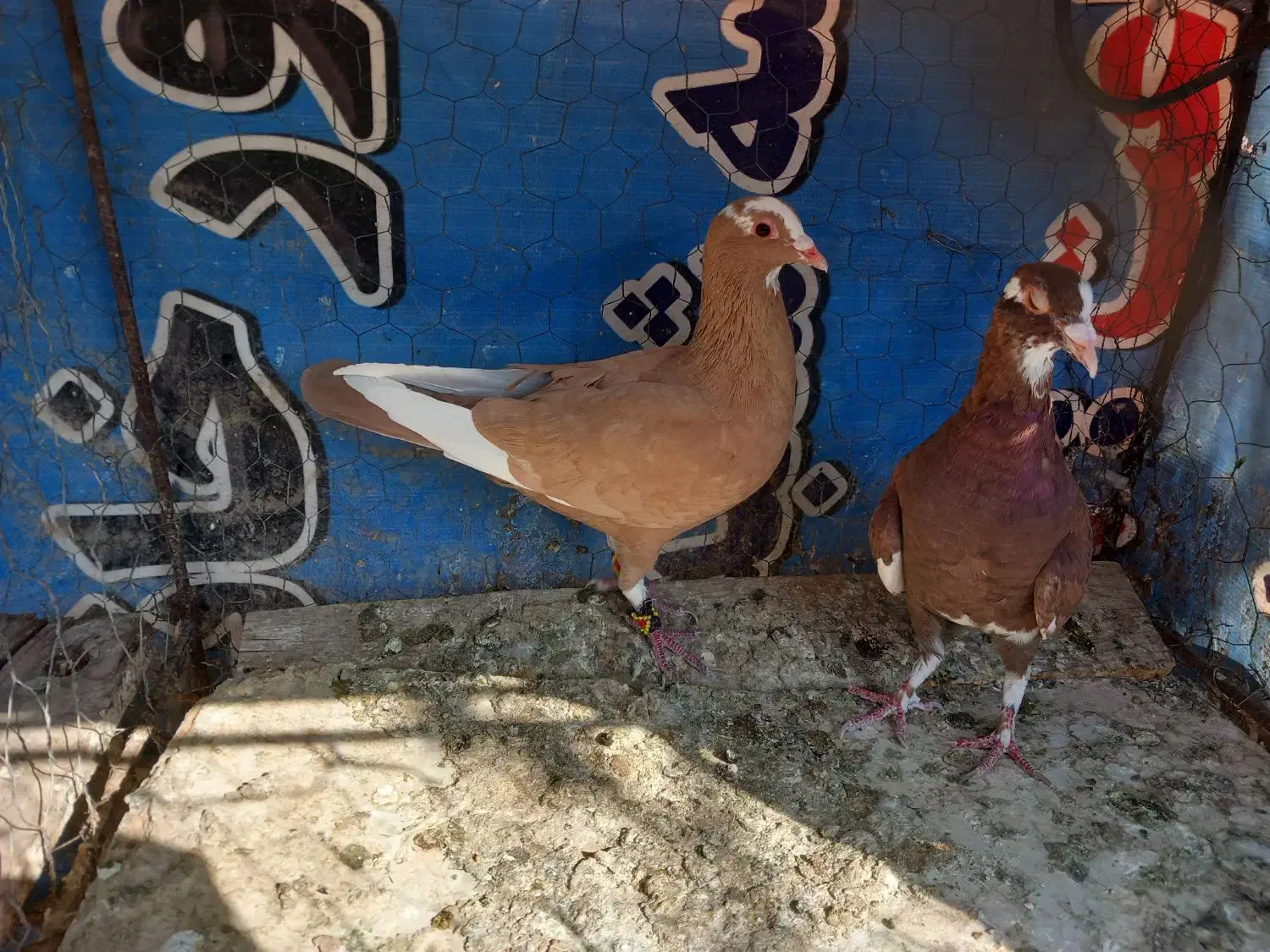 زرد پلنگ وکلی|پرنده|رفسنجان, |دیوار