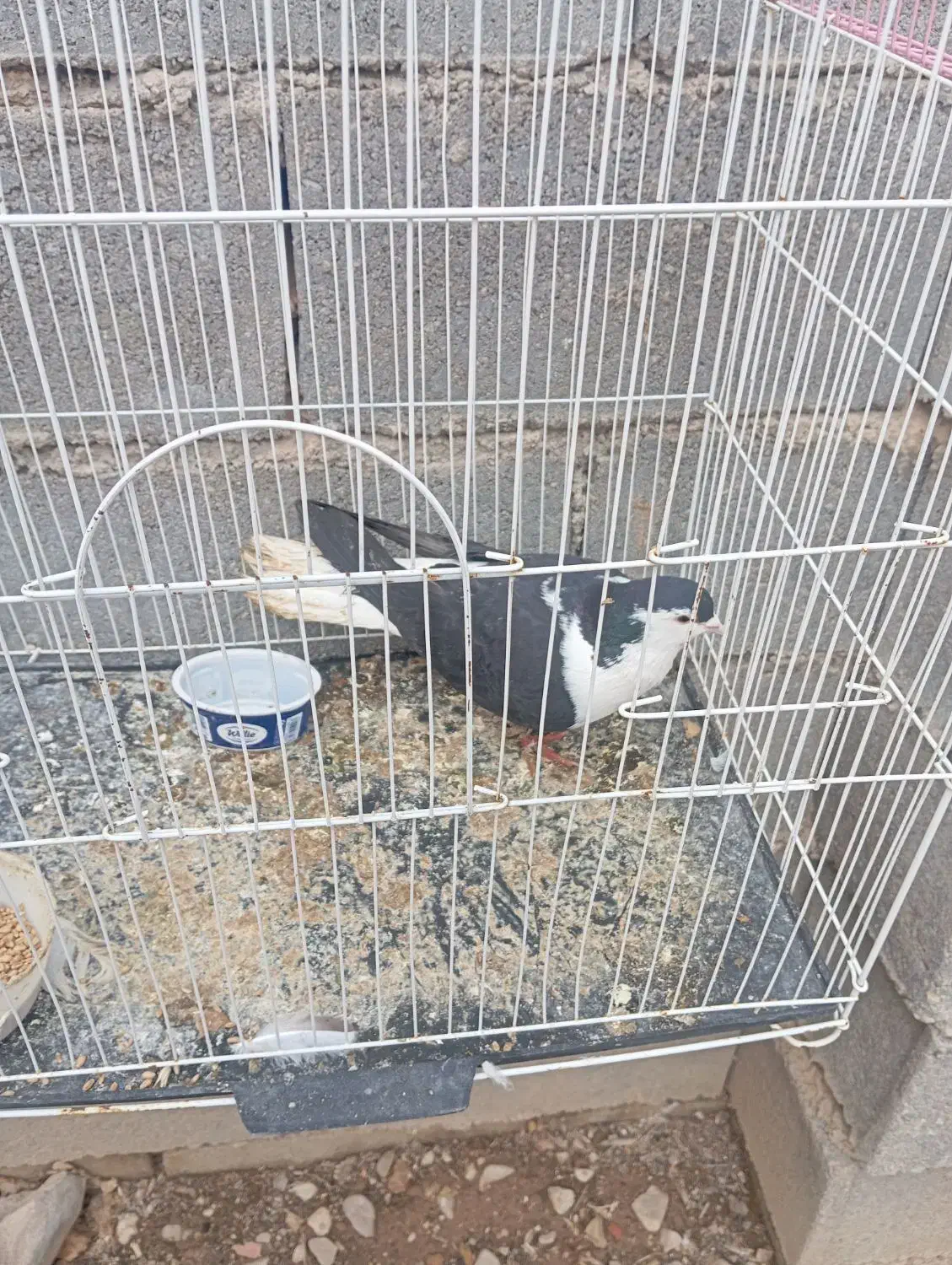 کفتر ساده سیاه ماده|پرنده|بجنورد, |دیوار