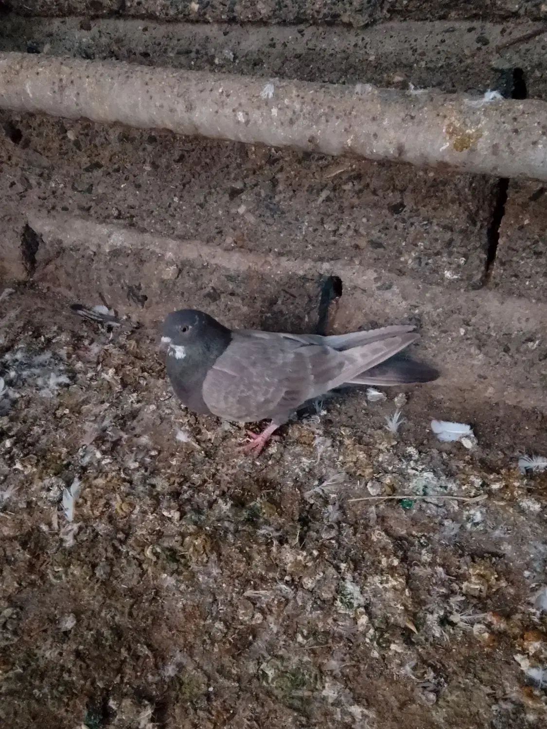 کفتر چونه سفید|پرنده|نوشین شهر, |دیوار