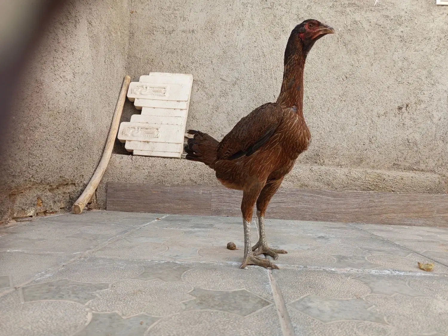 سلام دو عدد جوجه لاری اصل نصب دار پنچ ماه|حیوانات مزرعه|رشتخوار, |دیوار