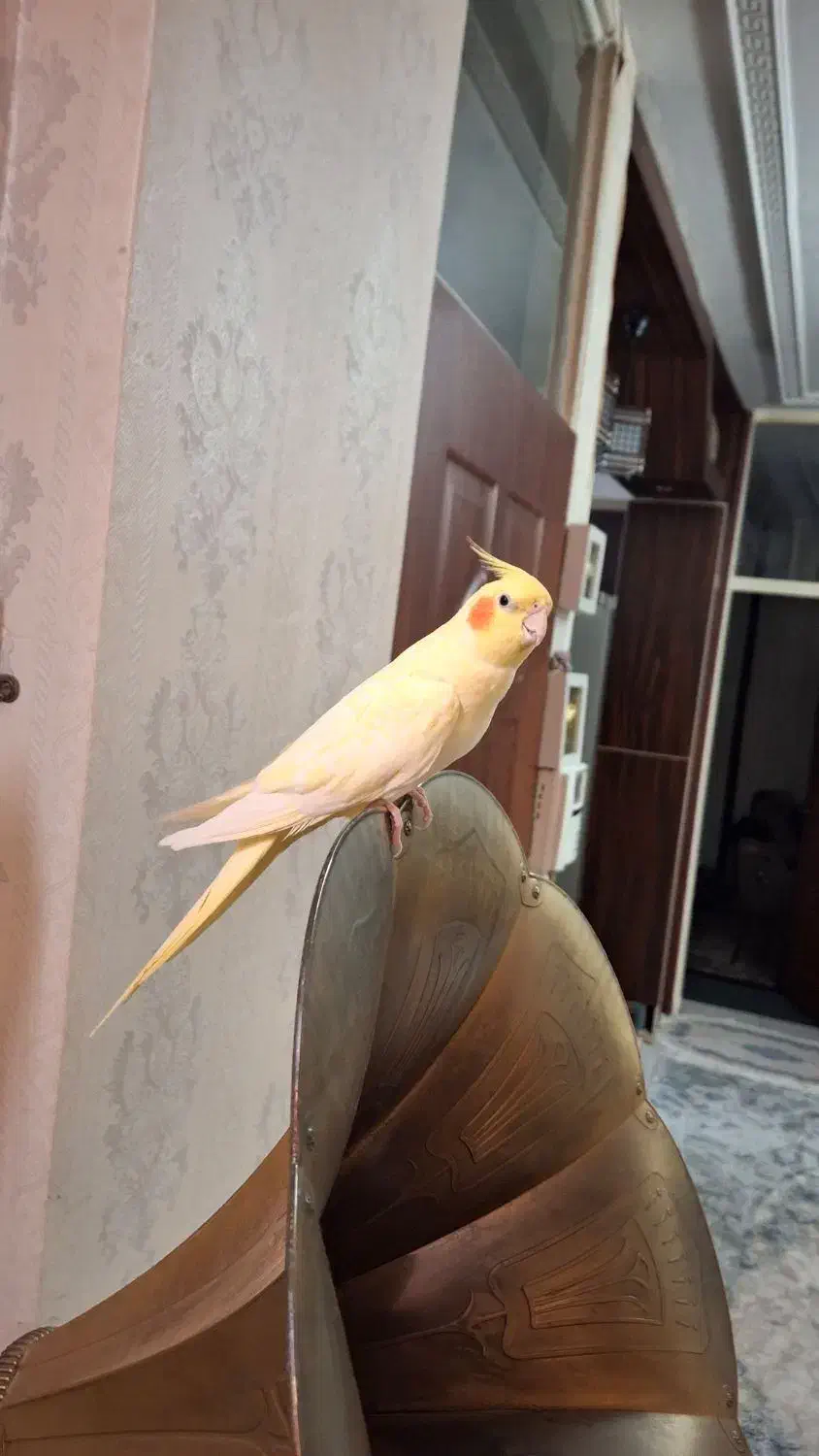 عروس هلندی نر آماده سن. یک سال|پرنده|قدس, شهر‌قدس|دیوار