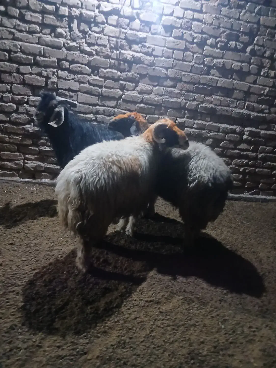 قوچ داشتی|حیوانات مزرعه|مرودشت, نقش رستم|دیوار