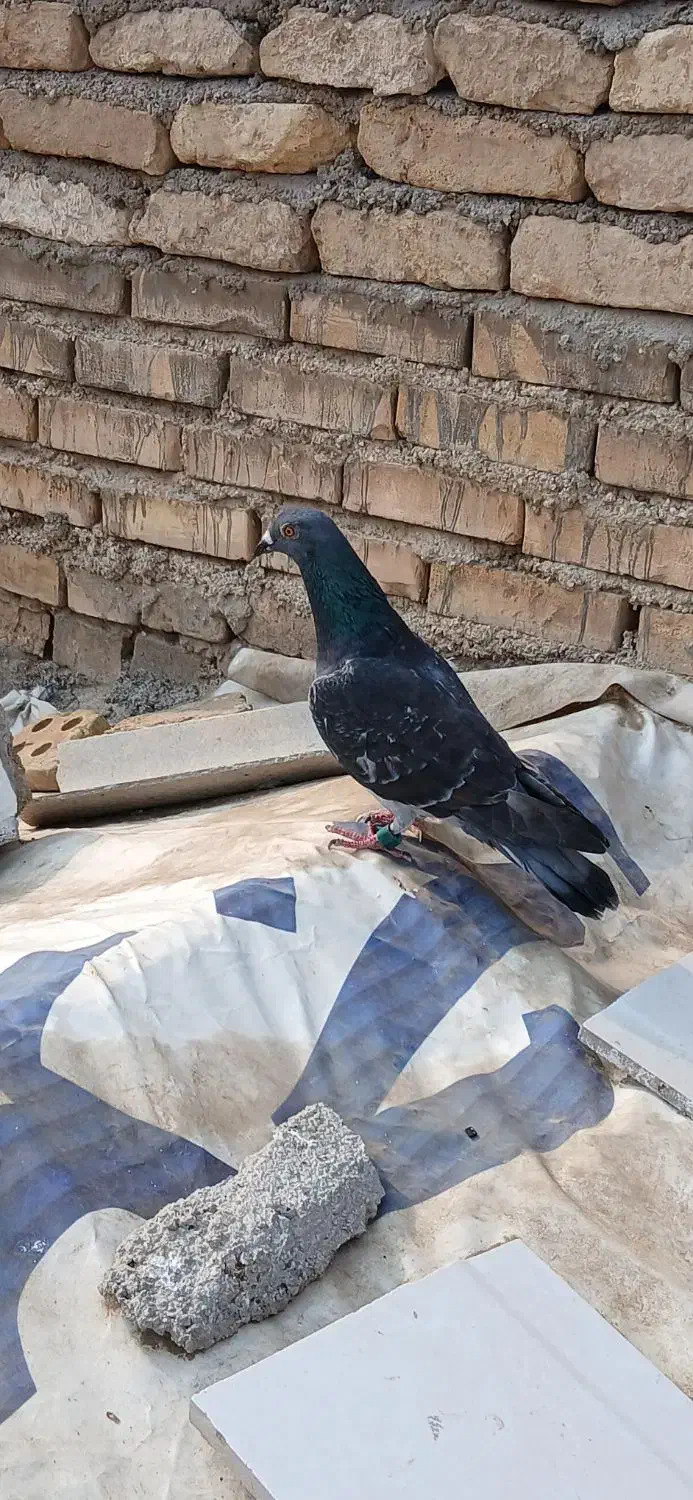 پلاکی|پرنده|خرمشهر, |دیوار