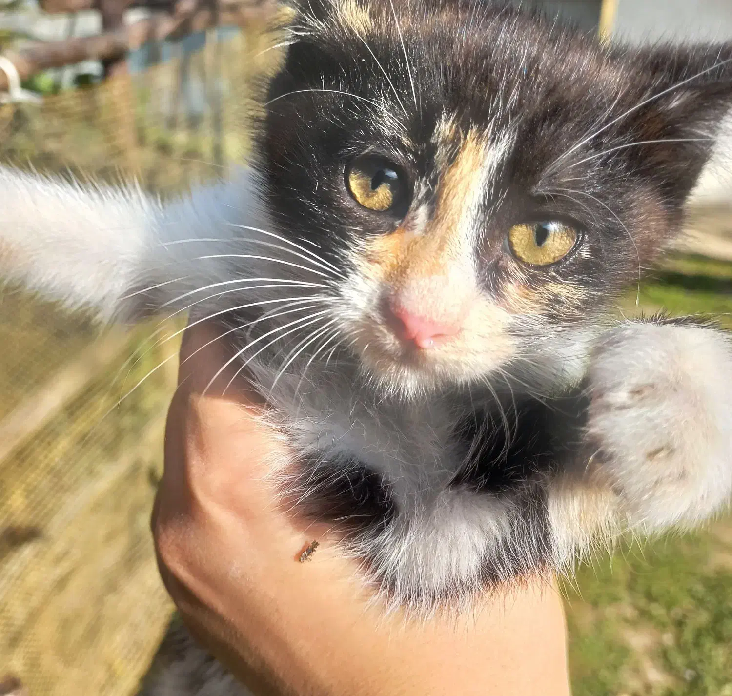 واگذاری گربه ۲ماهه|گربه|رشت, معلم|دیوار