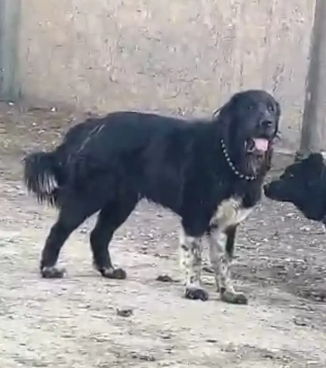 واگذاری سگ|سگ|بروجن, |دیوار