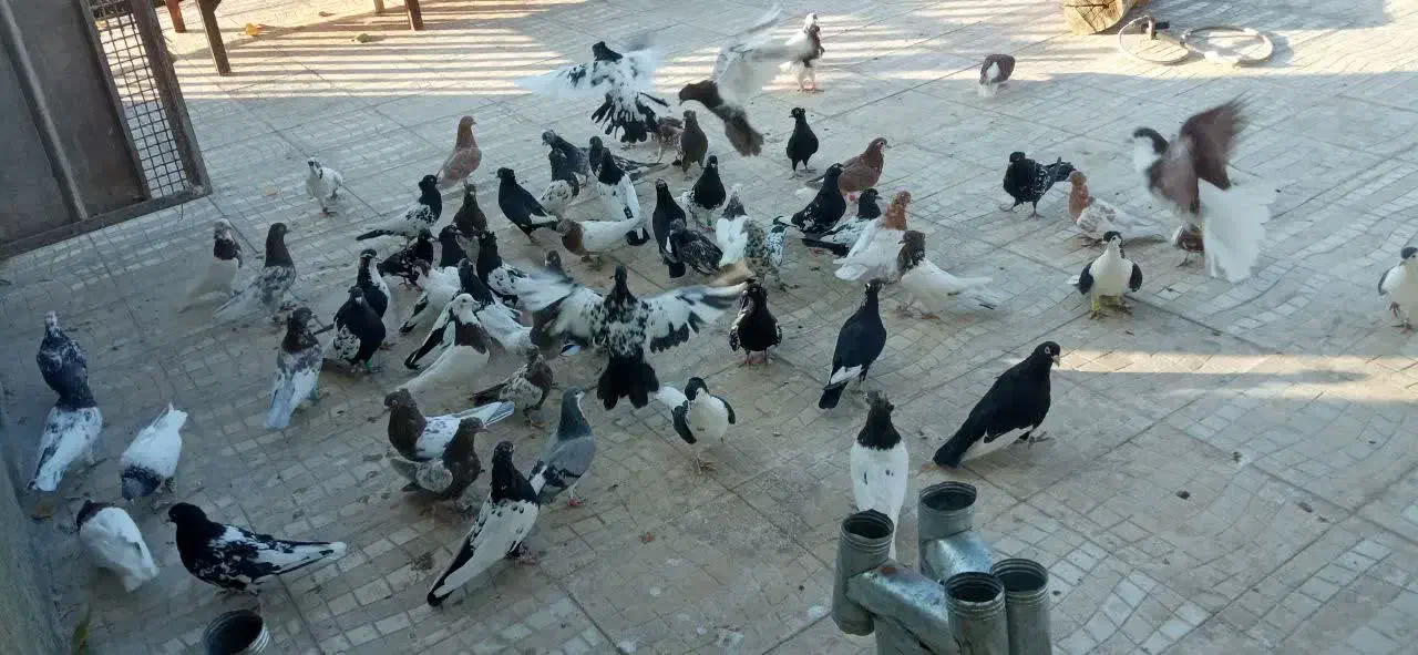 پرنده|پرنده|کوهسرخ, |دیوار