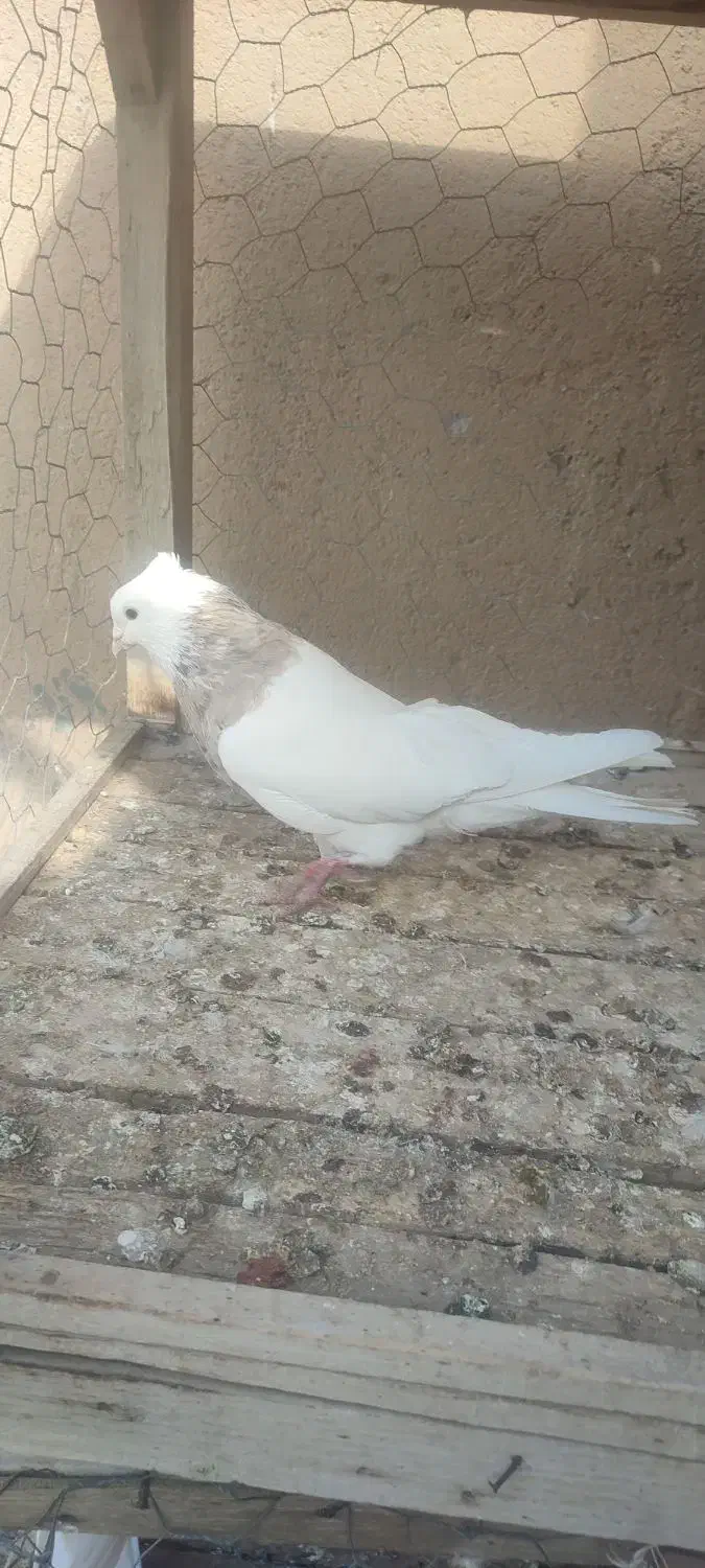 یک طوقی نر|پرنده|میاندوآب, |دیوار