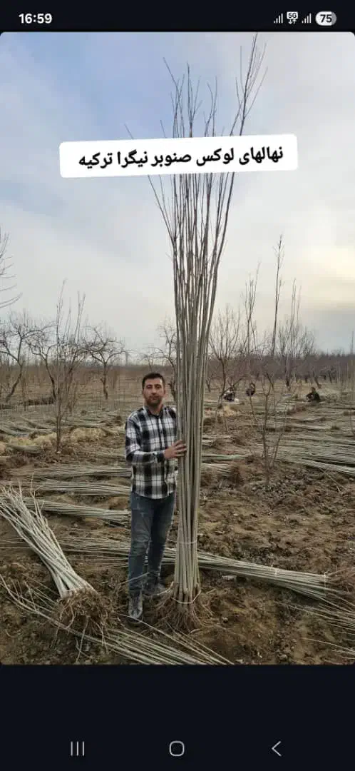 نهال کبوده و صنوبر نیگرا ترکیه|خدمات باغبانی و درختکاری|اردبیل, |دیوار