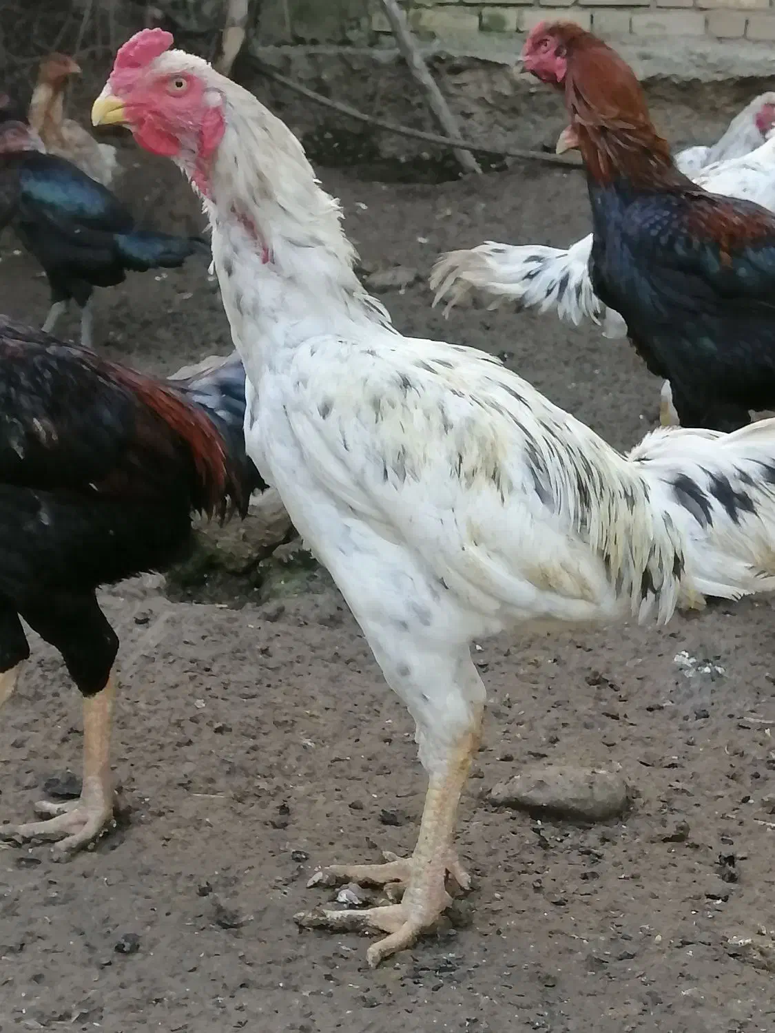 خروس لاری با کیفیت|حیوانات مزرعه|فاضل آباد, |دیوار