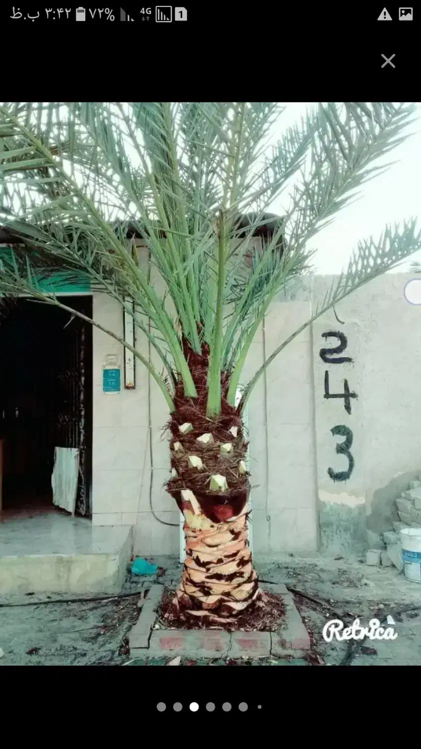 بریدن نخل و درخت وسمپاشی|خدمات نظافت|بندر ماهشهر, |دیوار