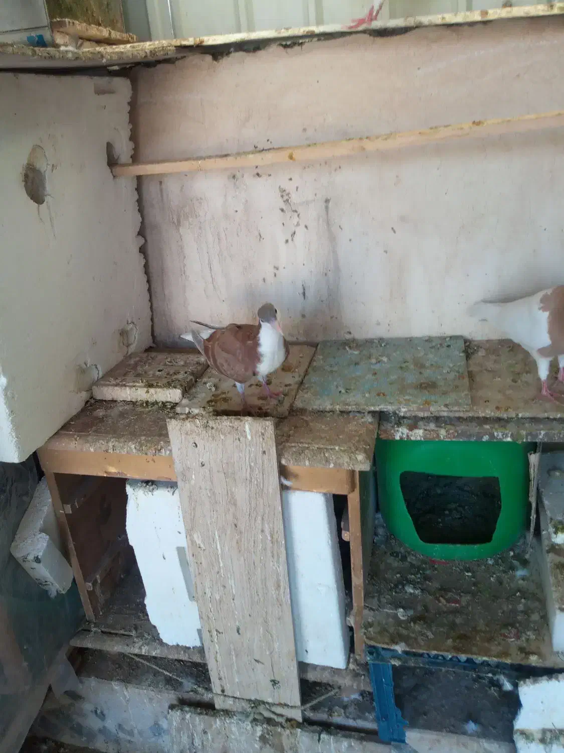 تعدادی کبوتر|پرنده|نیشابور, مدرس|دیوار