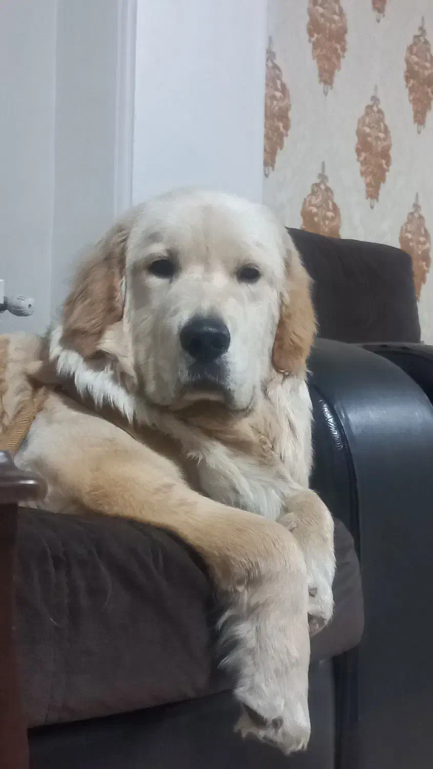 گلدن ۱۰ ماهه نر خانگی|سگ|تهران, جنت‌آباد مرکزی|دیوار