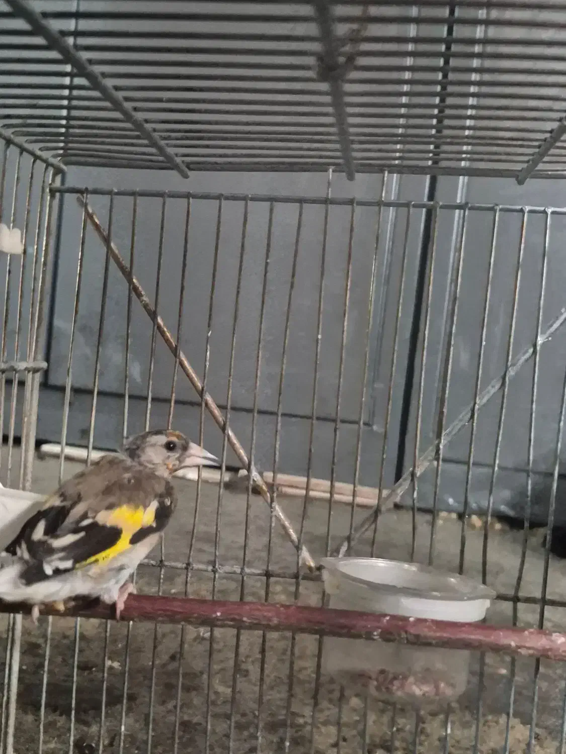 سهره نر|پرنده|اصفهان, محله سفلی|دیوار