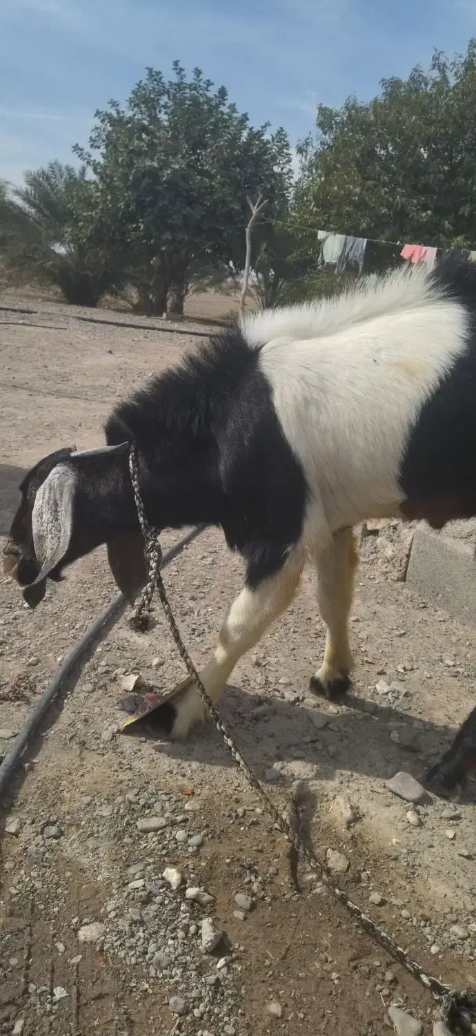 نری جوان و سرحال|حیوانات مزرعه|رودخانه, |دیوار