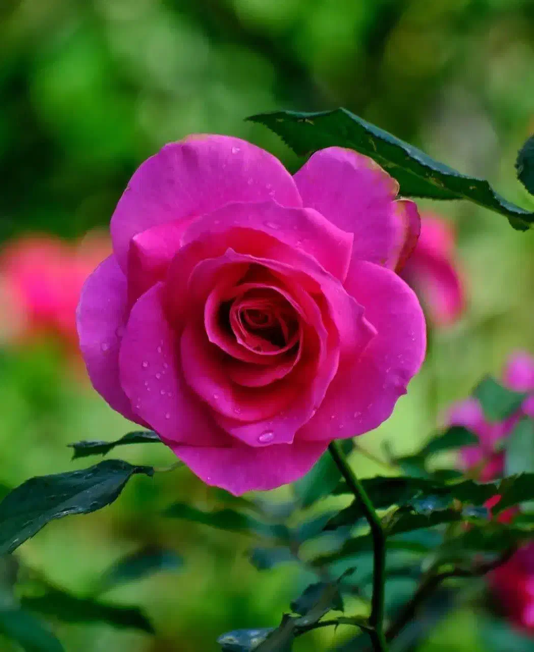 استخدام|استخدام خدمات فروشگاه و رستوران|دورود, |دیوار