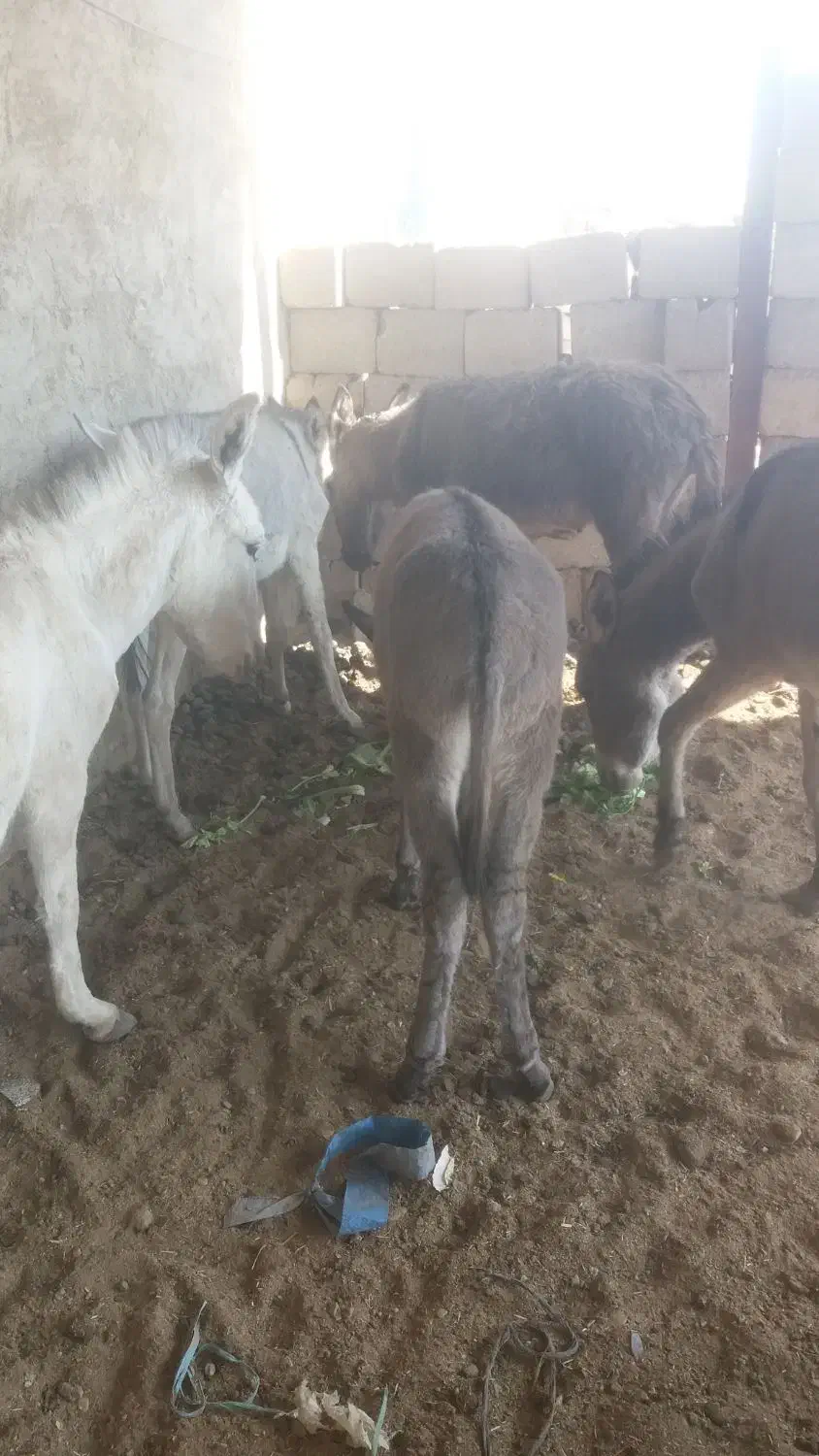 5 عدد کره الاغ (کره خر)|حیوانات مزرعه|خمینیشهر, |دیوار