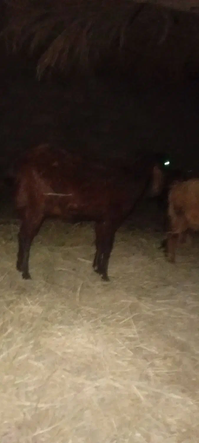 سه تا گیسه فهرج ابستن|حیوانات مزرعه|نگین کویر, |دیوار