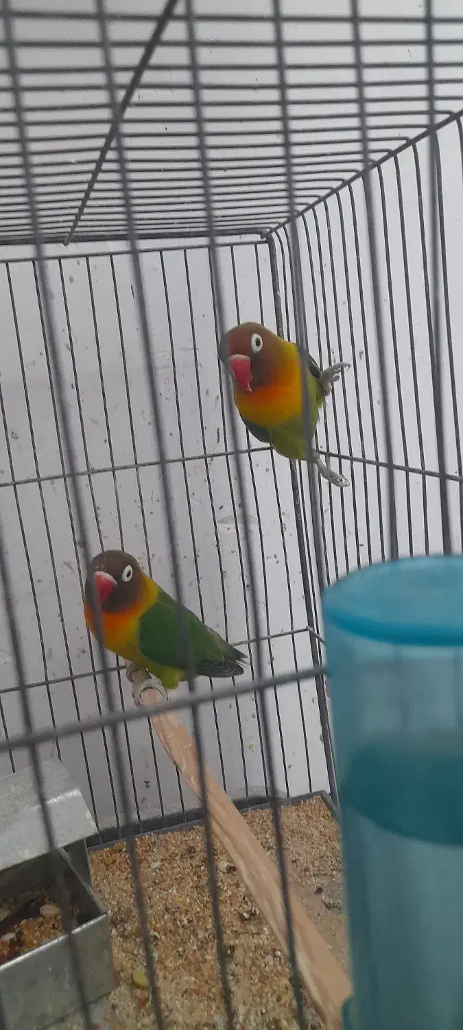 فروش|پرنده|رفسنجان, |دیوار