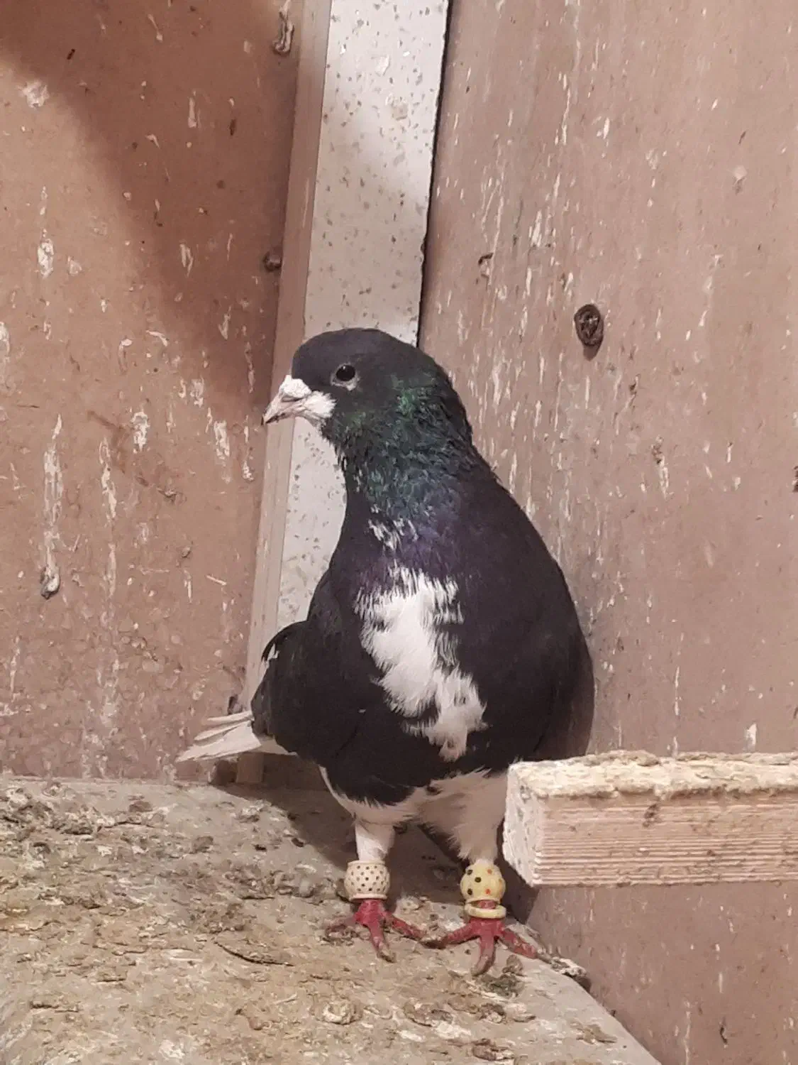 شهری معاوضه|پرنده|مرودشت, ثبت احوال|دیوار