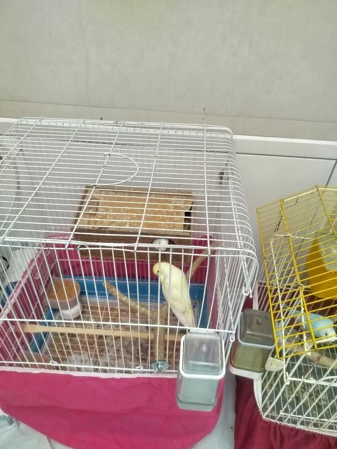 مرغ عشق انگلیسی|پرنده|بانه, |دیوار