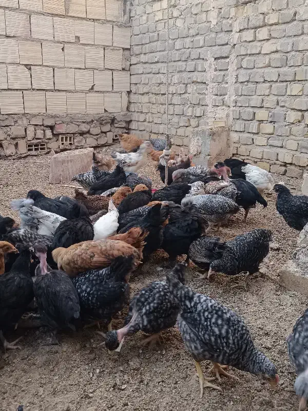 جوجه مرغ محلی بافق|حیوانات مزرعه|بافق, |دیوار