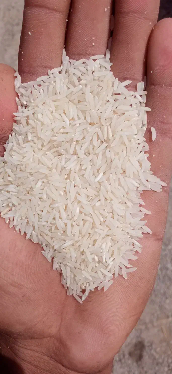 فجر سوزنی درجه یک|خوردنی و آشامیدنی|گرگان, |دیوار