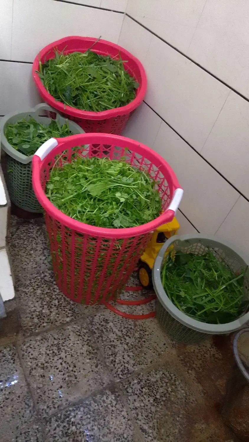 سبزی خورشتی بخار پز  با عطر بو بسیارعالی|خوردنی و آشامیدنی|رامهرمز, |دیوار