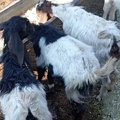 کهره ا|حیوانات مزرعه|درودزن, |دیوار