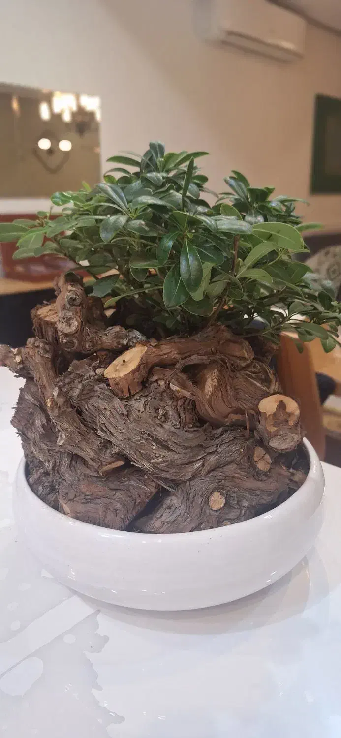 گلدان بنسای|گل و گیاه طبیعی|مشهد, جاهد شهر|دیوار