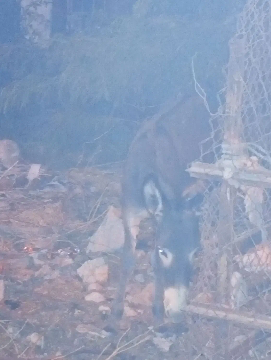 الاغ|حیوانات مزرعه|خمیر, |دیوار