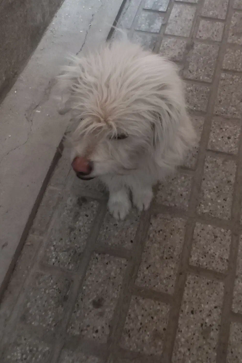 سگ پیدا شده|حیوانات|مشهد, کوثر|دیوار